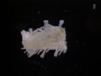 Media type: image; Invertebrate Zoology 139989
